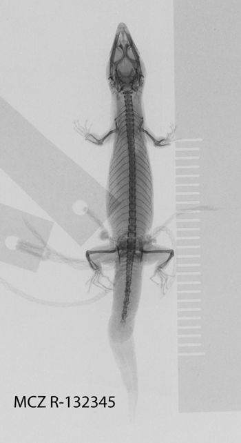 Media type: image;   Herpetology R-132345